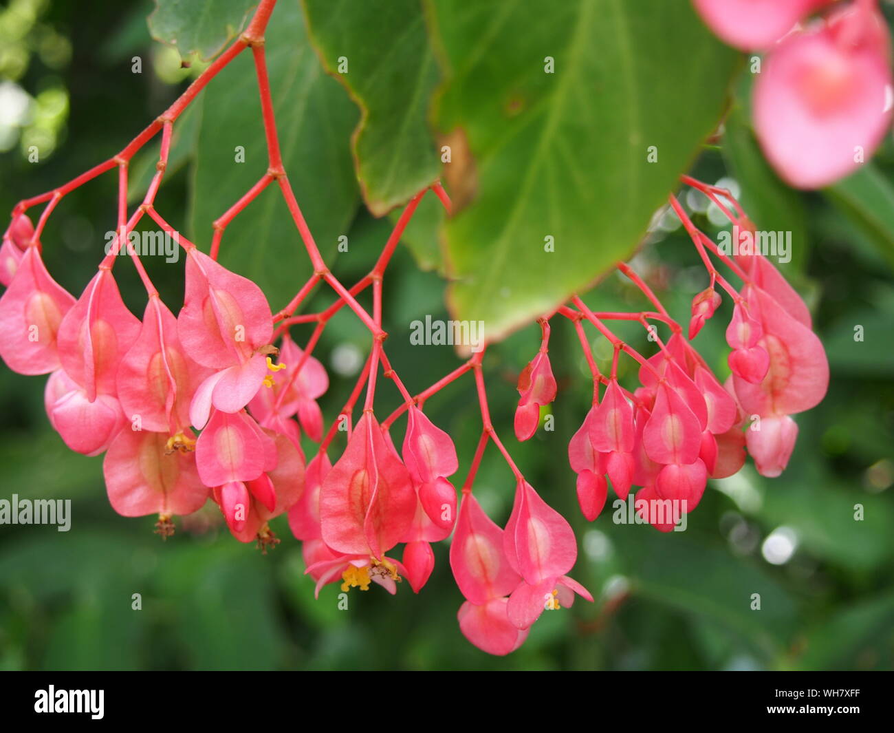 Begonia Flowers in Cluster, Sydney Royal Botanic garden, flower, pink, plant,  garden, blossom, tropical, green leaves with red edges, closed u Stock Photo