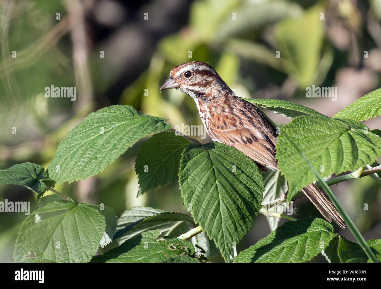Closeup of Song Sparrow (Melospiza melodia) perching on leafy branch in marsh,Ontario Stock Photo