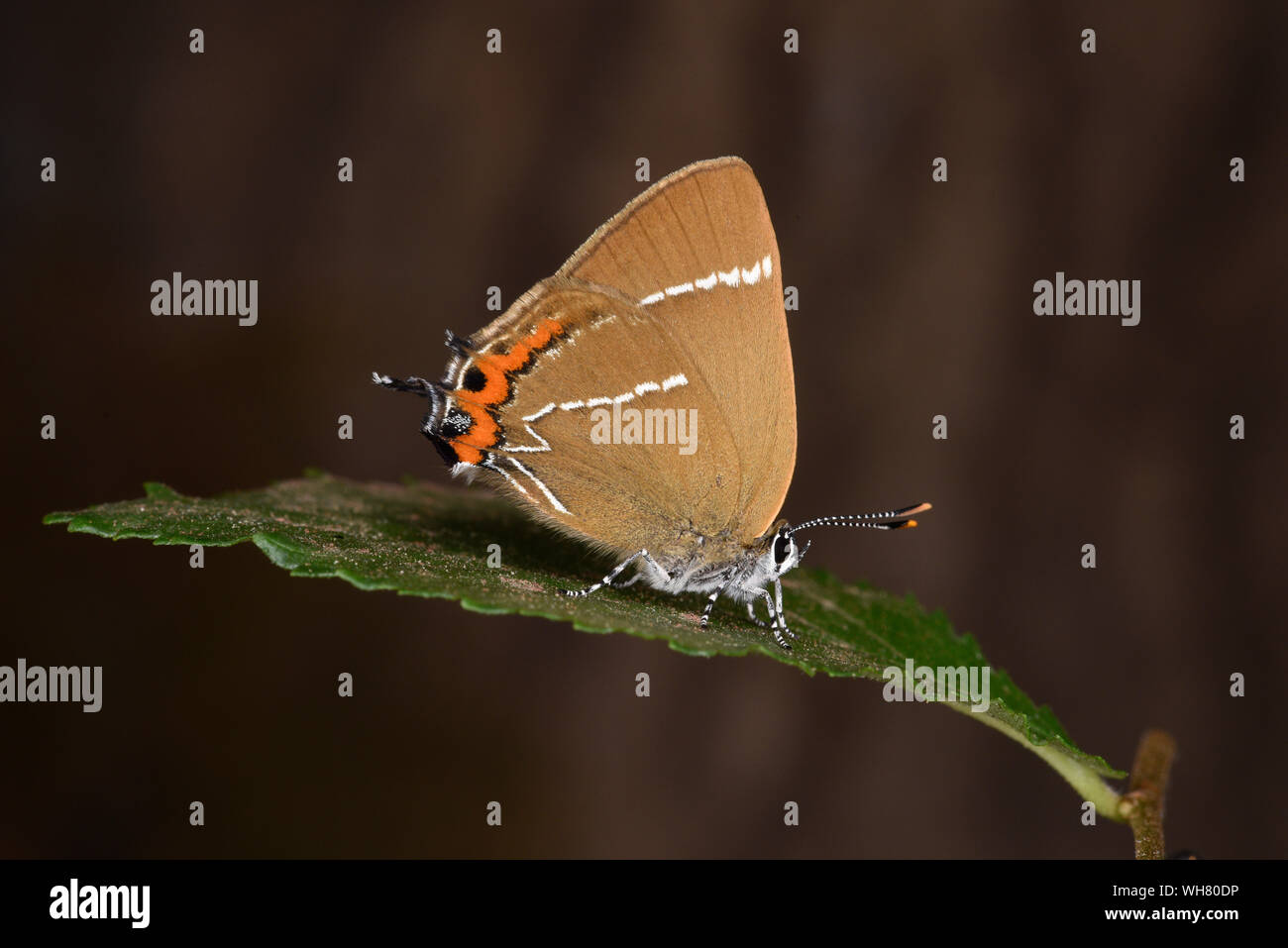 White-letter Hairstreak Butterfly (Satyrium w-album) adult resting on elm leaf, captive bred, June Stock Photo