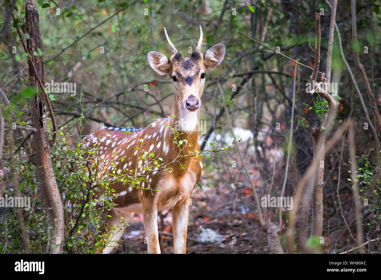 Sanjay Gandhi National Park Biodiversity sanjay-gandhi-national-park-biodiversity