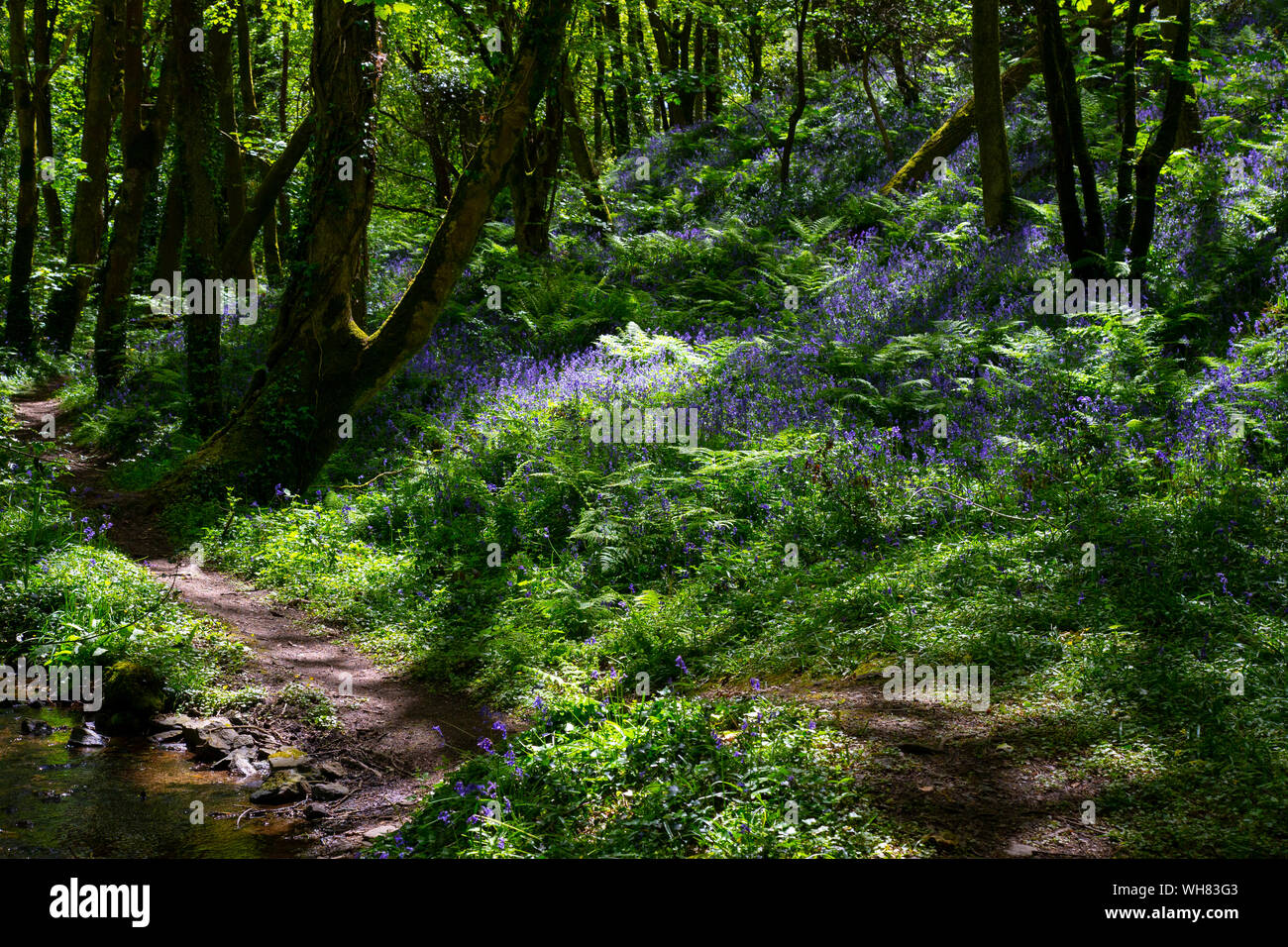 A beautiful English bluebell wood lit by sun penetrating the woodland canopy in mid-May Stock Photo