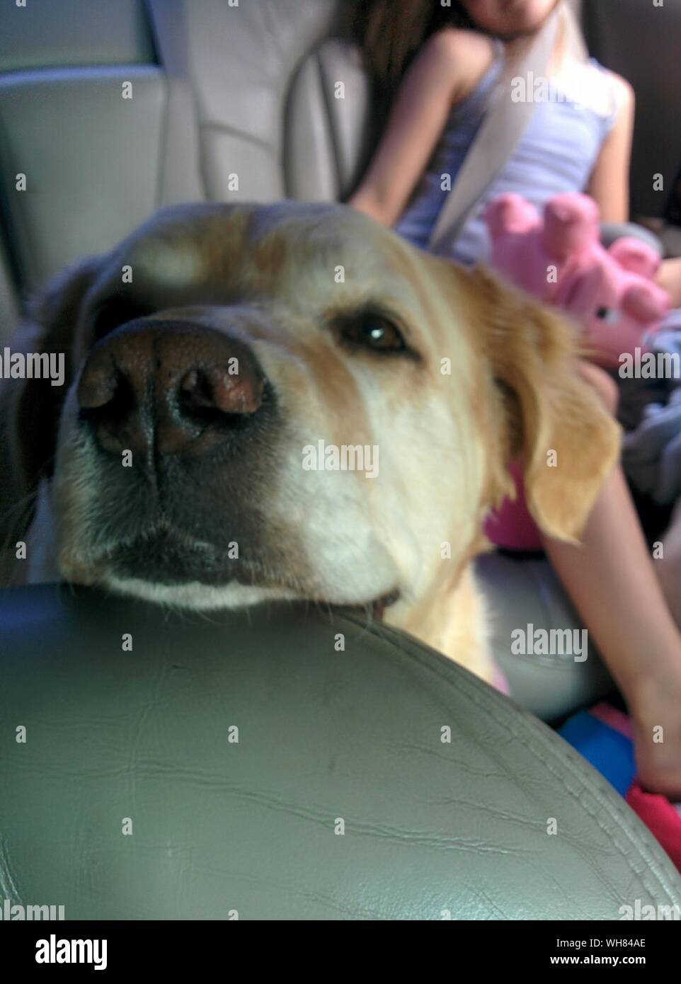 Dog sleeping in car hires stock photography and images Alamy