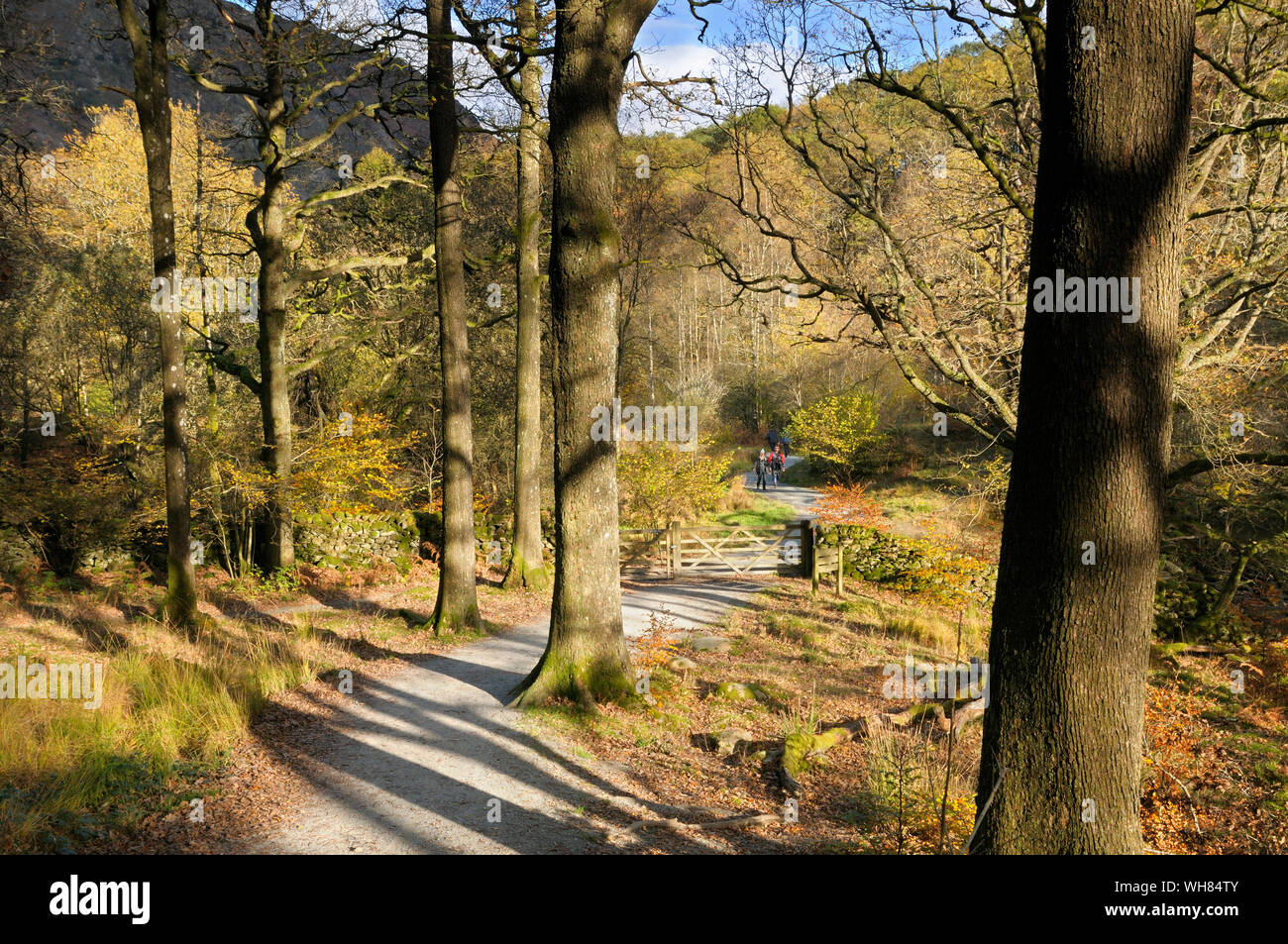 Autumn woodland at Penny Rock Wood, Grasmere, with a tree-lined path leading to a wooden gate, Lake District, England, UK Stock Photo