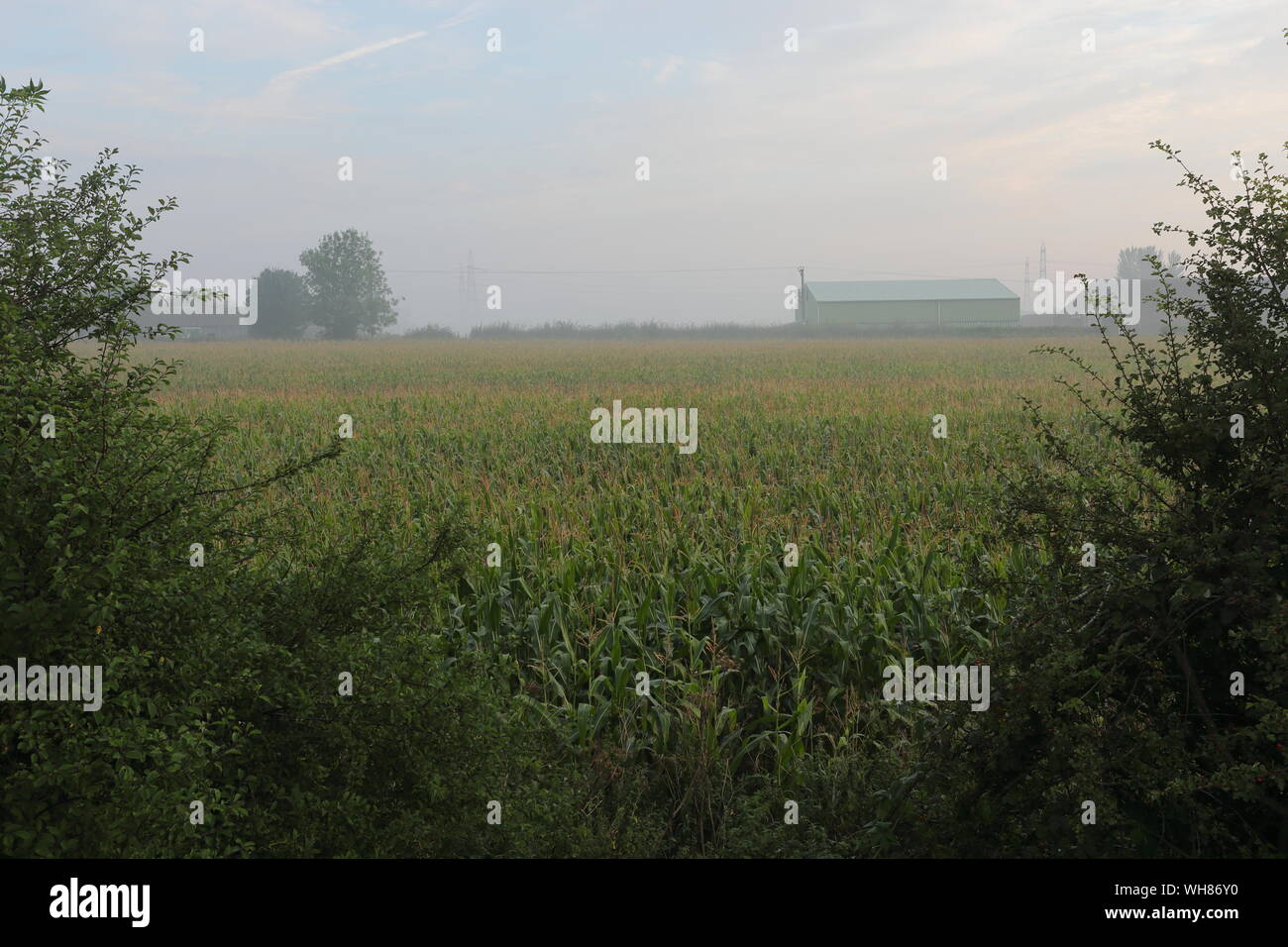 Misty Vista at Winterton showing a barn in the mist beyond a corn field Stock Photo