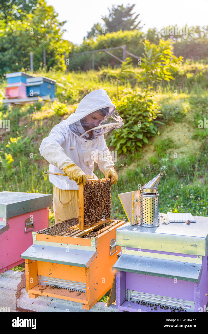 Beekeeper with honeycombs and smoker Stock Photo