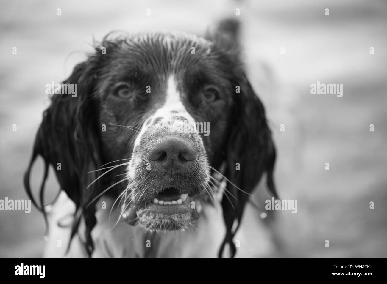 Dog wet nose hires stock photography and images Alamy