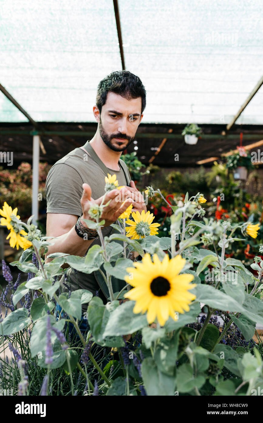 Worker in a garden center checking a sunflower Stock Photo