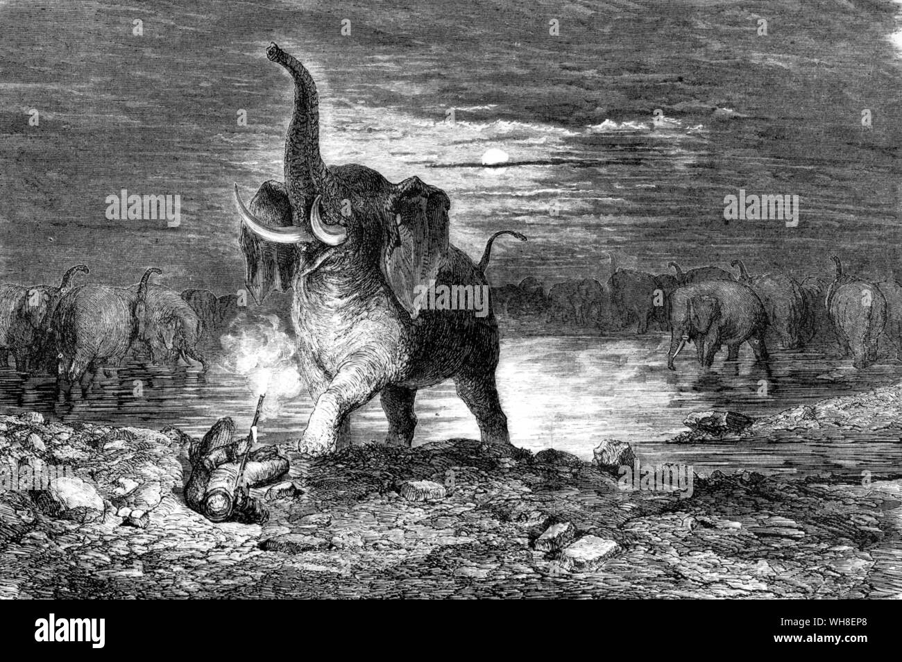 Elephant Hunter attacked by elephants from All Round The World 1868. The African Adventure, A History of Africa's Explorers by Timothy Severin, page 20. Stock Photo