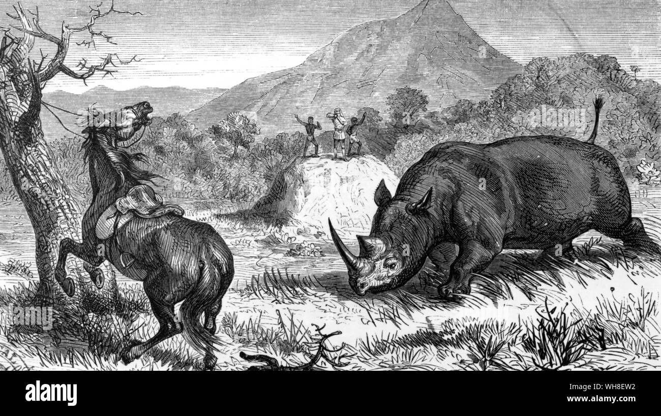 Unprovoked attack of a rhinoceros upon the tethered horse. The African Adventure - A History of Africa's Explorers by Timothy Severin, page 41.. . Attack of a rhinocerous upon a horse. The horse belonged to Sir Samuel Baker. From: Nile Tributaries of Abyssinia. Stock Photo