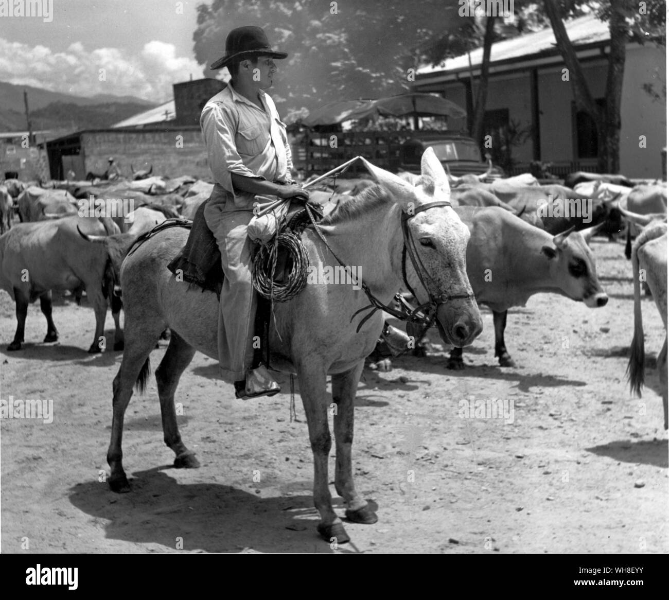 Colombia Cowboy at Villavicencio, centre of cattle raising, Ilanos Stock Photo