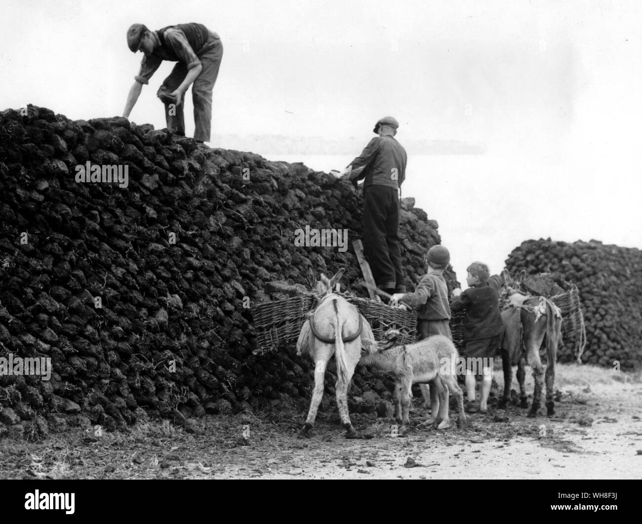 Stacking turf by the roadside near Lough Conn Co Mayo, Ireland. It is brought in panniers by donkeys from the bog where it has been cut and drying during the summer. It is then stacked in these great heaps in readiness for transport by lorries. Stock Photo