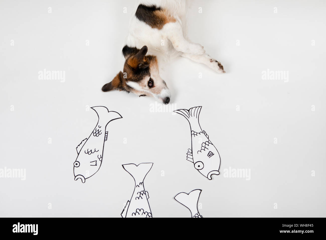 Mongrel with drawn fishes on white ground Stock Photo