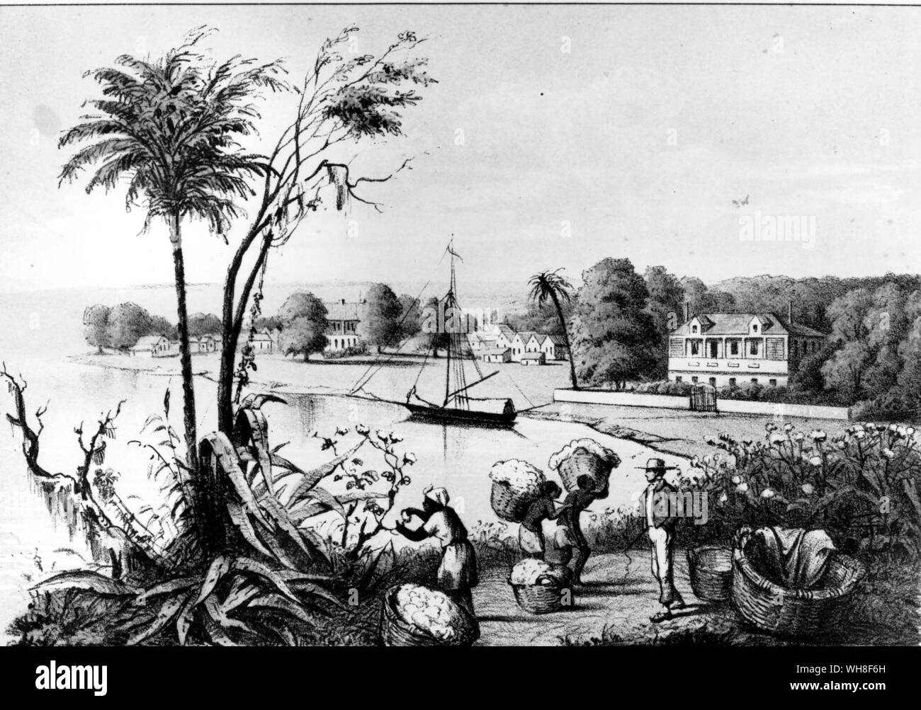 Southern Cotton Plantation 1854 Stock Photo