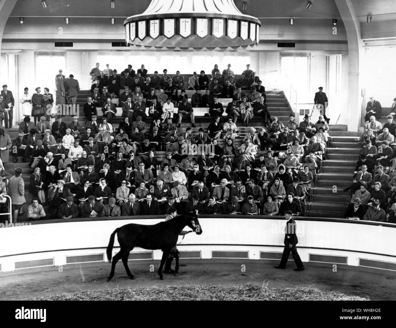 Auction Sales: a colt being auctioned at the Newmarket Houghton Sales. From Encyclopedia of the Horse page 68. Stock Photo