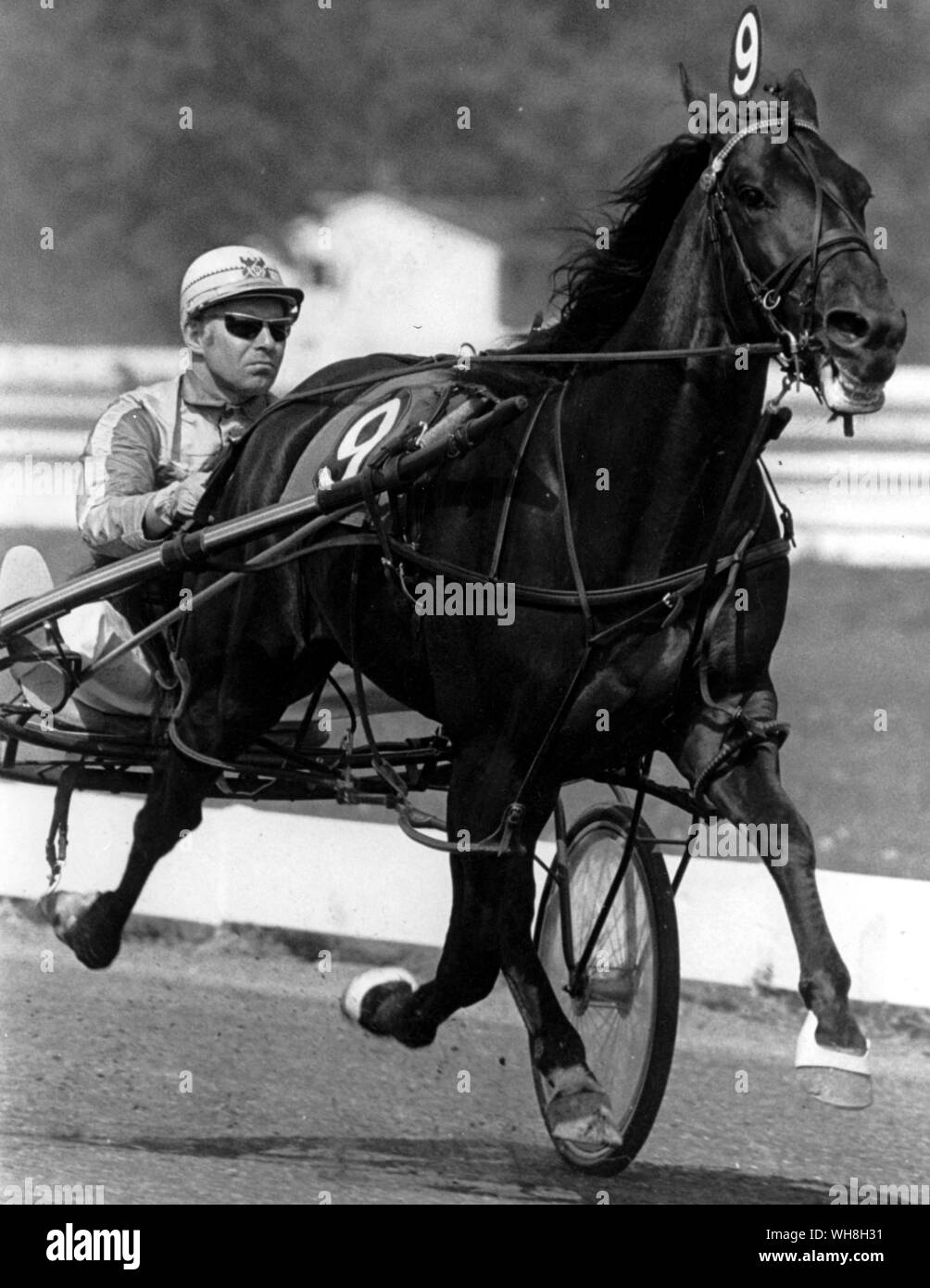 Standard bred Albatross, Horse of the Year in 1971. Encyclopedia of the Horse page 335.. .  . Stock Photo