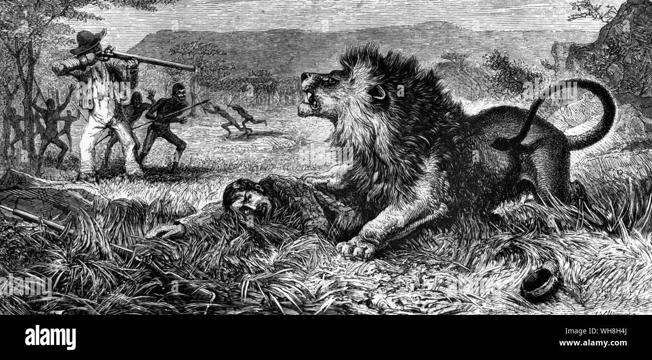 The missionary escape from the lion'. David Livingstone's arm was broken in the attack. Livingstone (1813-1873), Scottish missionary and explorer, travelled extensively in Africa and discovered the Victoria Falls and the Zambezi River. The African Adventure - A History of Africa's Explorers by Timothy Severin page 196. . . . . . Stock Photo