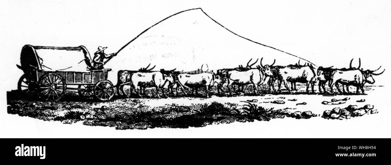A Boer's wagon and oxen. The African Adventure - A History of Africa's Explorers by Timothy Severin page 142. Stock Photo