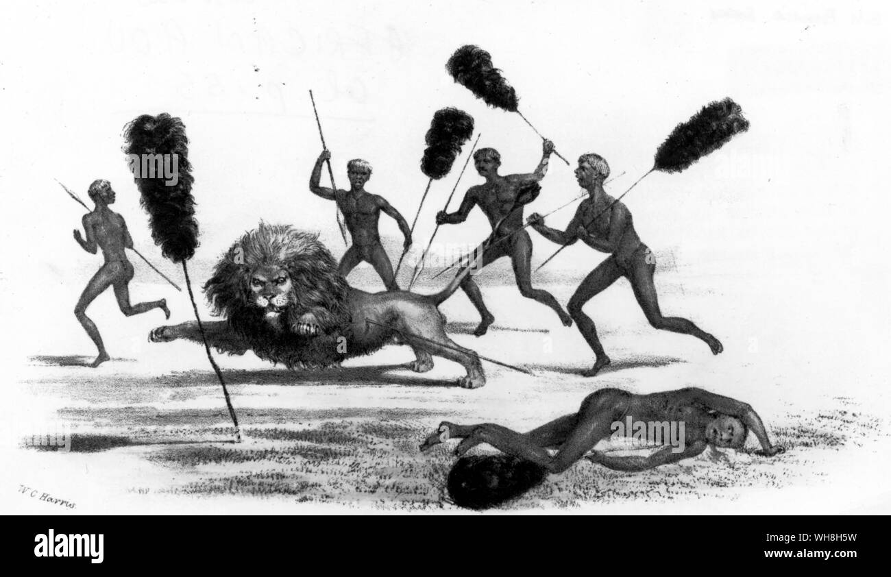 Bechuana hunting the lion. The African Adventure - A History of Africa's Explorers by Timothy Severin, page 155.. . Tswana. Botswana. Stock Photo