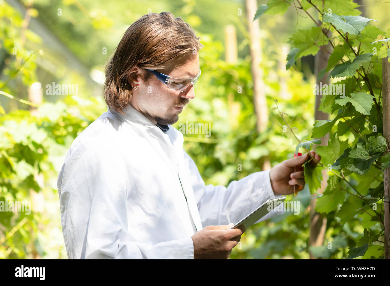 Researcher in a laboratory coat examining plants outside Stock Photo
