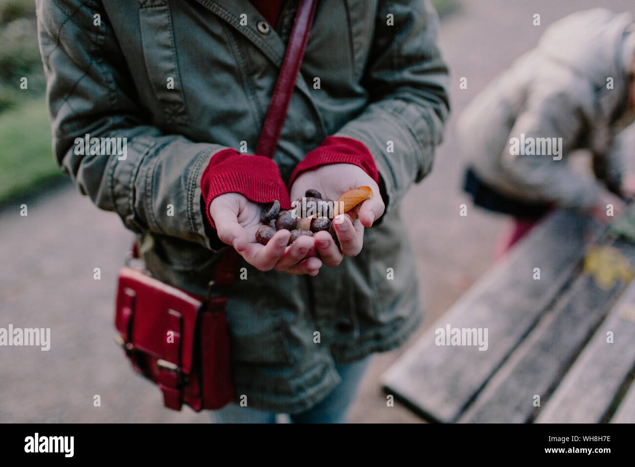Girl holding chestnuts in her hand Stock Photo