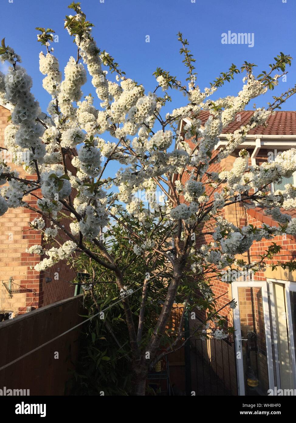 Apple tree house hires stock photography and images Alamy