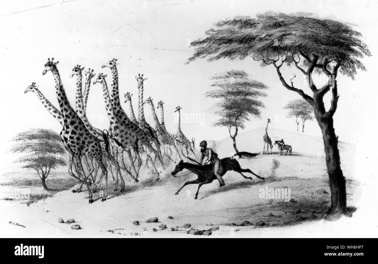 Captain Willilam Harris (1807-1848),  in hot pursuit of giraffe. The African Adventure - A History of Africa's Explorers by Timothy Severin, page 185. Stock Photo