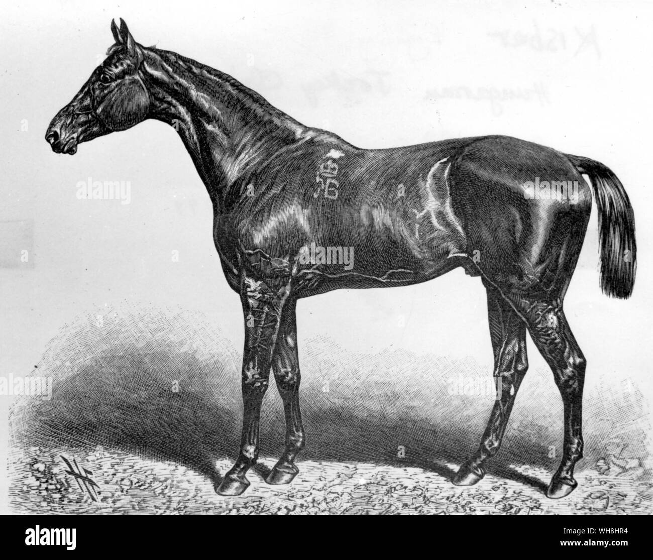 The 1876 Epsom Derby Winner was Hungarian-bred of imported English parents. He was by Buccaneer, by the Derby winner Wild Dayrell, who descended from Sir Peter Teazle, out of a Rataplan mare whose dam was by Birdcatcher. His owners in England were the jovial young Baltazzi brothers, Rugby educated Levantines. He appeared at Epsom on Derby day thanks to a moneylender who got the Baltazzis out of trouble with another moneylender. He was greatly fancied and won with great ease. He was nobbled before the St Leger. At stud he was disappointing. The History of Horse Racing by Roger Longrigg, page Stock Photo