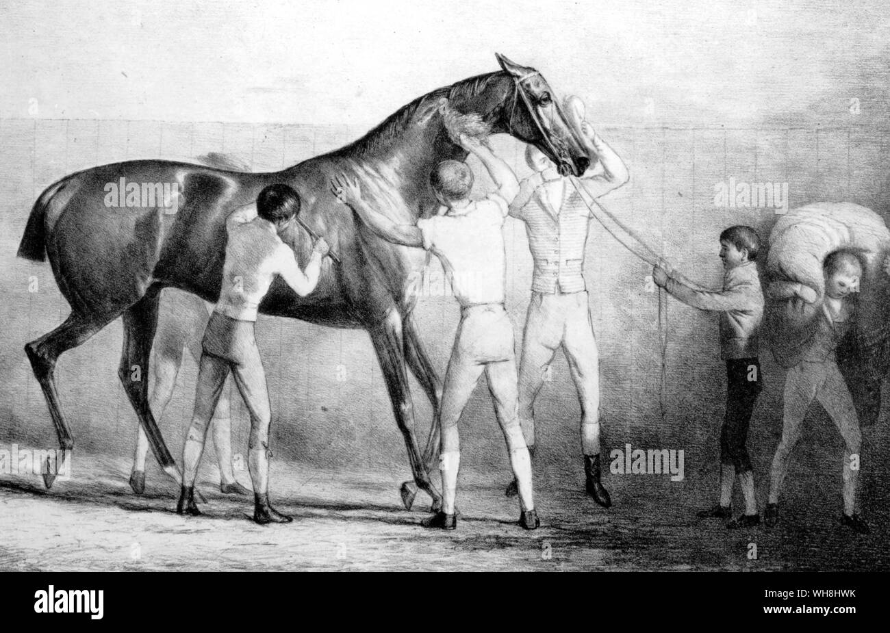 Horses were allowed to beome gross before they went into training. Training-grooms got the weight off by purges, given as often as twice a week. by four-mile 'spins' in heavy clothes. and by sweats in the stable. Each box had a stove, and the horse, laden with rugs, was given a 'sauna'. As soon as the sweat was removed by scraping, whisping, and rubbing, the horse was rugged and hooded again. Thie regime, illustrated 1823, was still normal in 1840. it gave way to more moderate methods rather suddenly about 1845. The History of Horse Racing by Roger Longrigg, page 152. Stock Photo