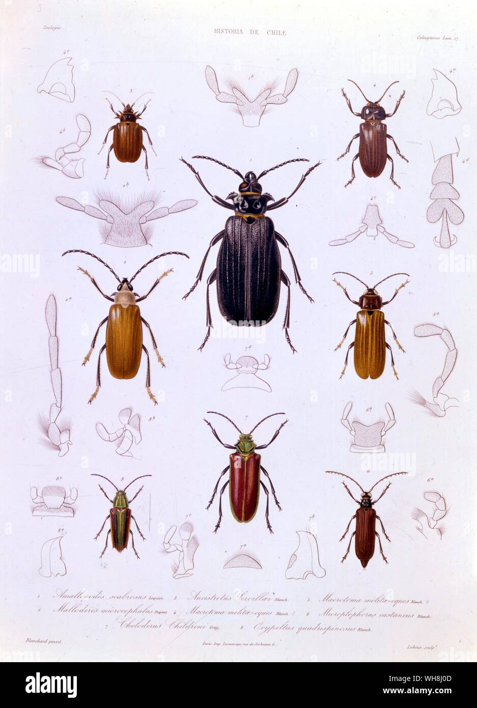 A collection of coleoptera found in Chile. From Darwin and the Beagle by Alan Moorhead, page 162. Stock Photo