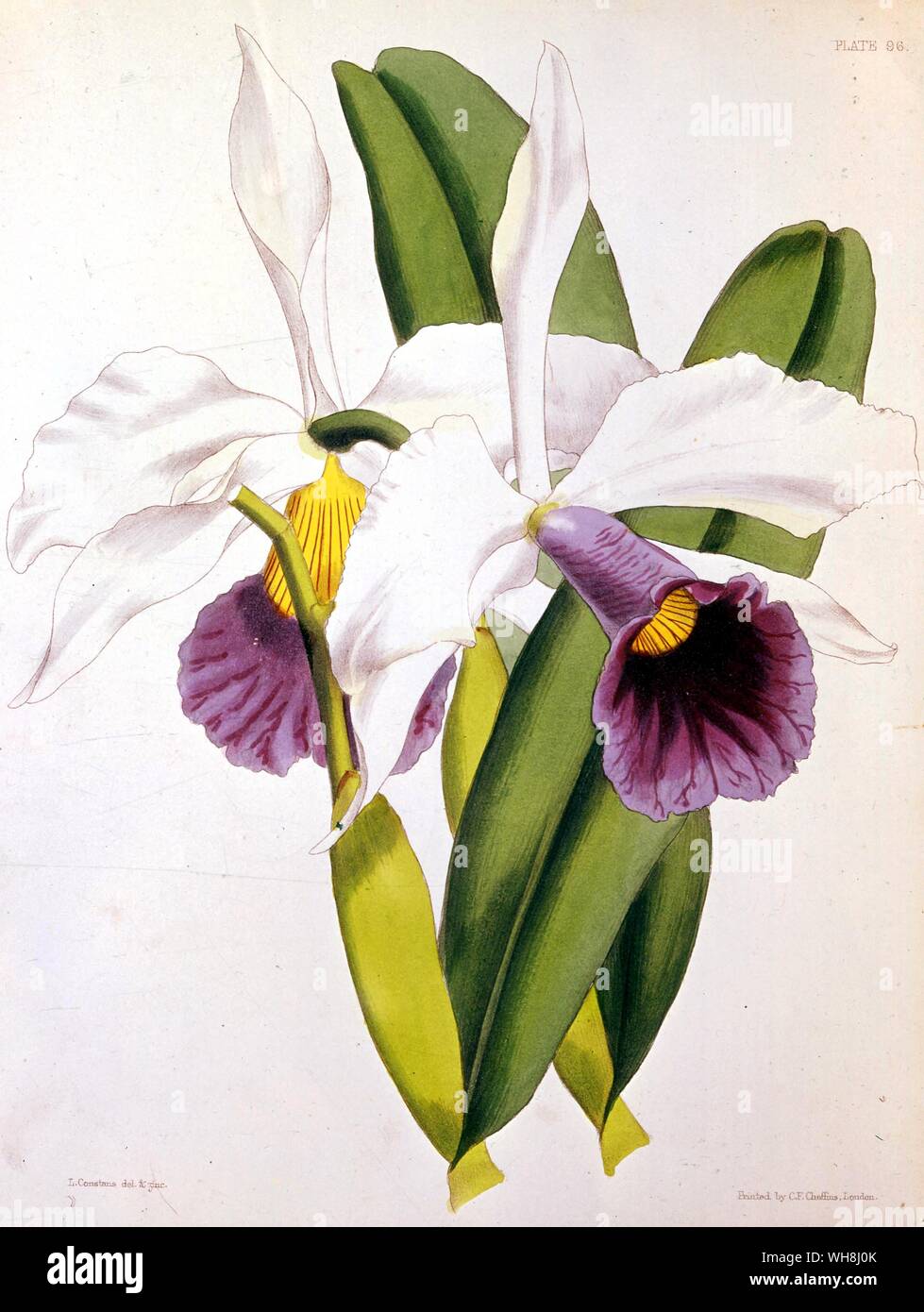 The purple-stained Laelia orchid (Laelia purpurata), by L. Constans, (fl. 1850s). Botanical artist and lithographer. From Darwin and the Beagle by Alan Moorhead page 73. Stock Photo