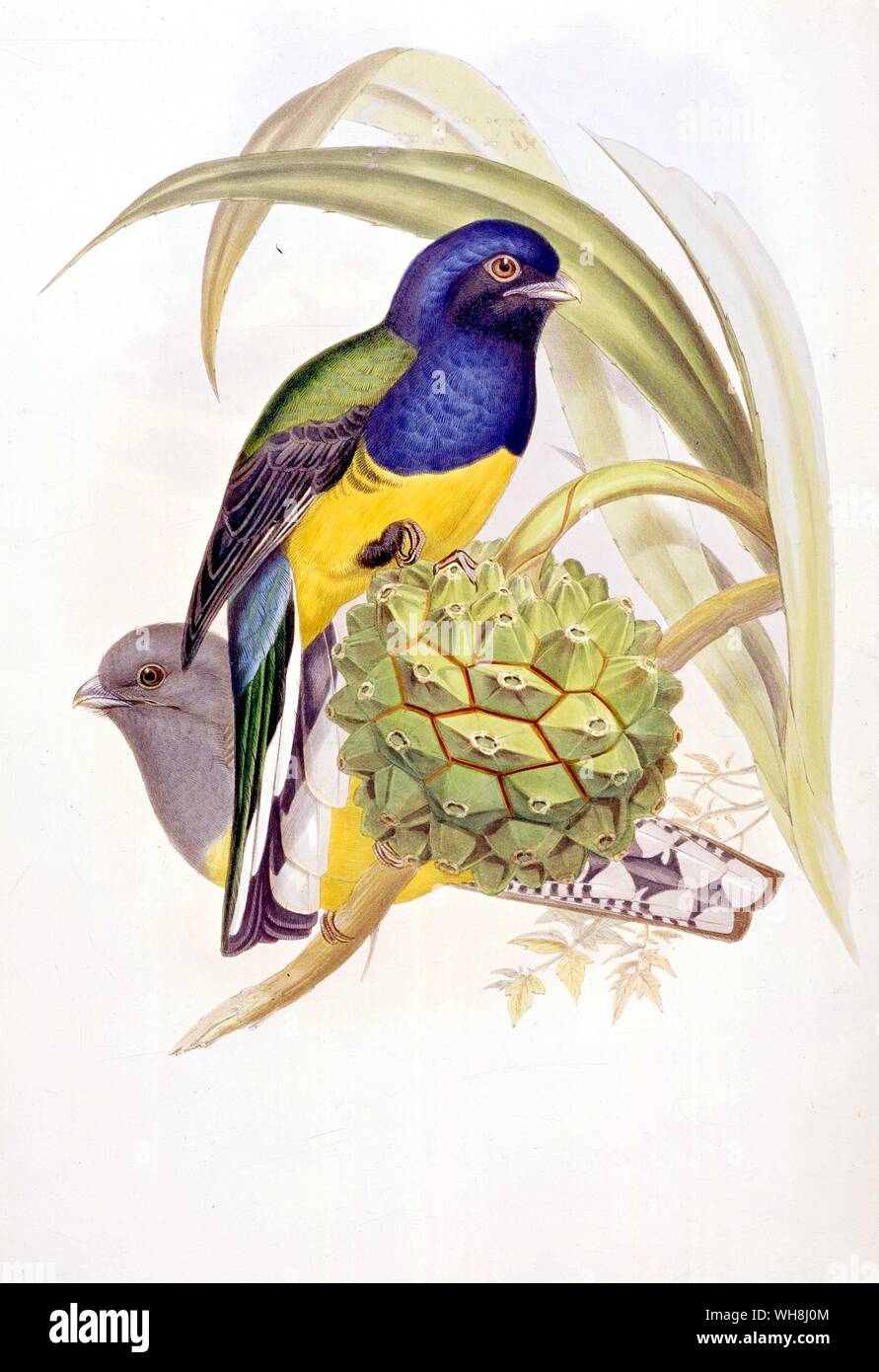 The black-winged Trogon (Trogon viridis), by John Gould (1804 -1881) from Darwin and the Beagle by Alan Moorhead, page 71. Stock Photo