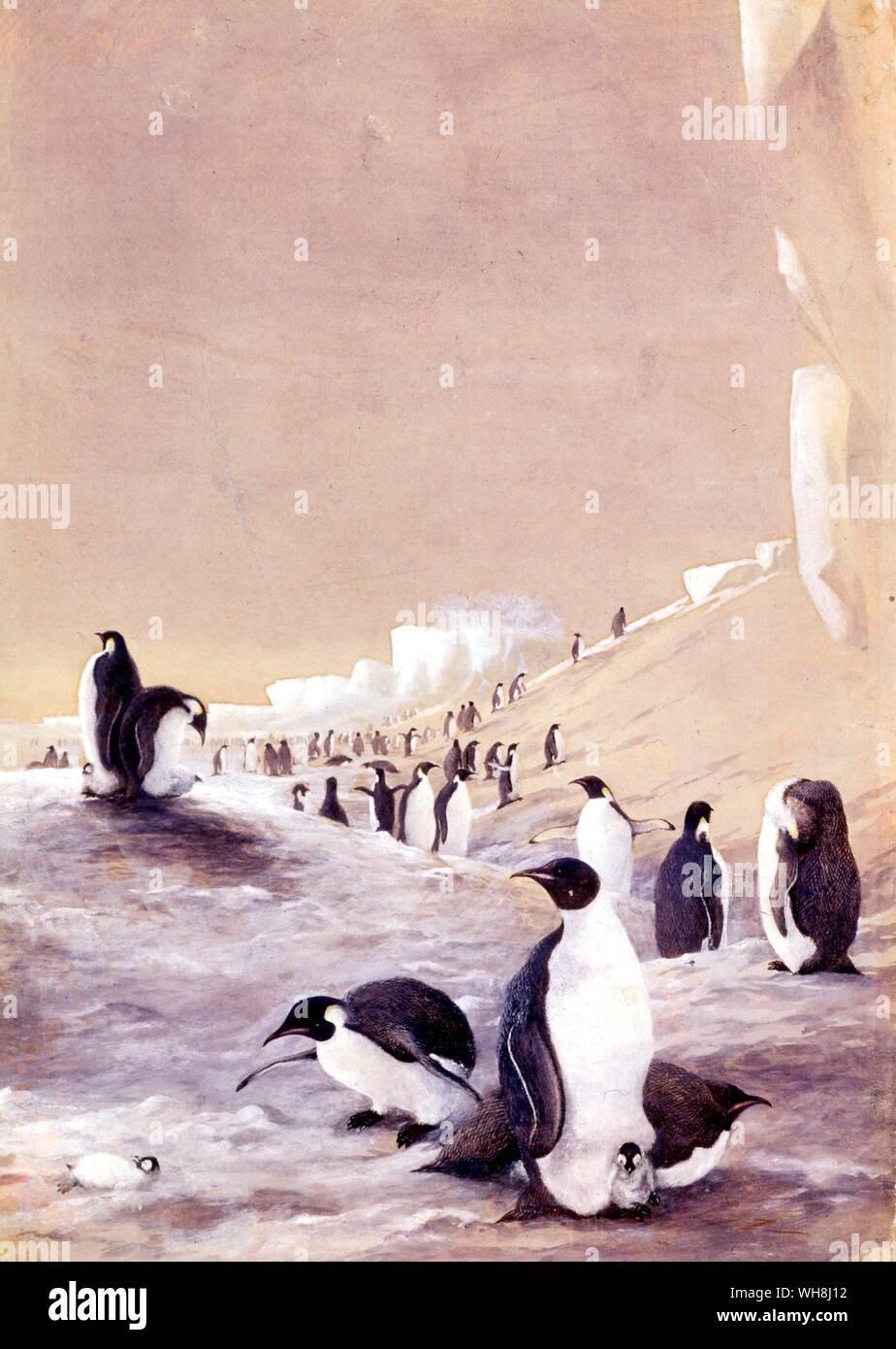 Emperor penguins (Aptenodytes Forsteri), by Edward Wilson (1872-1912). From Antarctica: The Last Continent by Ian Cameron, page 166. Stock Photo