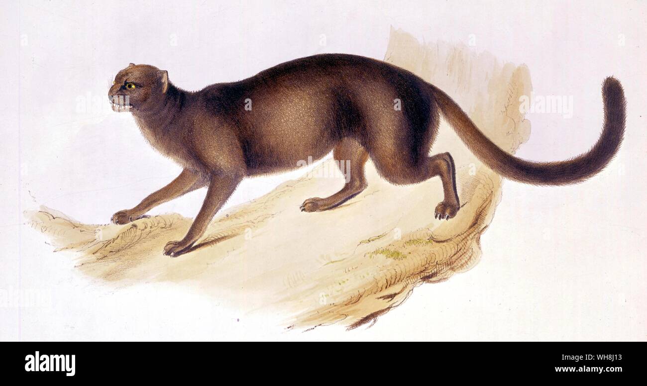 The yagouaroundi cat (Felis yagouaroundi). Small, slender-bodied, long-tailed, unspotted, weasel-like cat. size somewhat larger than the ordinary alley cat. legs short for a cat. Two colour phases: greyish phase and red phase. From Darwin and the Beagle by Alan Moorhead, page 75. Stock Photo