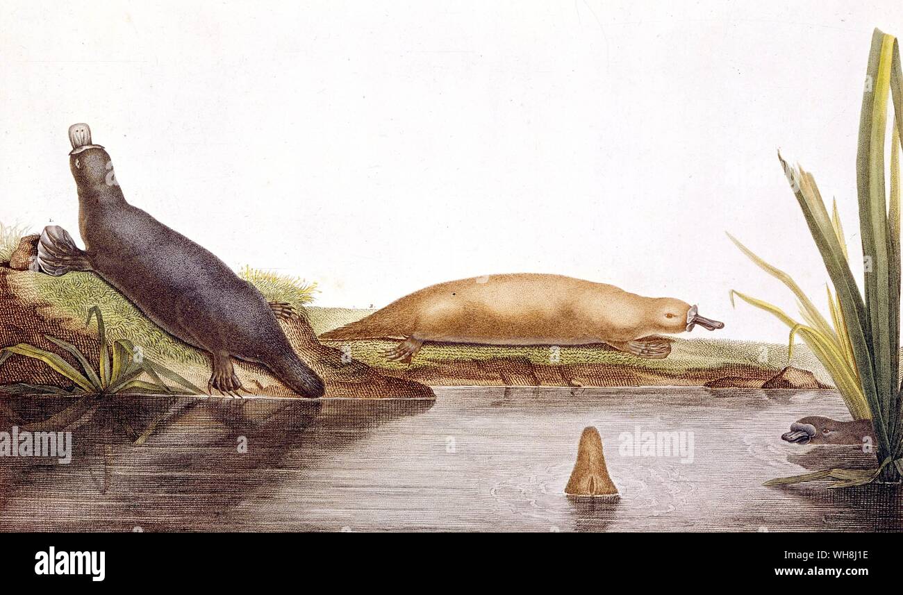 The platypus (Ornithorhynchus anatinus) from Darwin and the Beagle by Alan Moorhead, page 244. The platypus is an egg-laying mammal native to Australia and Tasmania.. Stock Photo