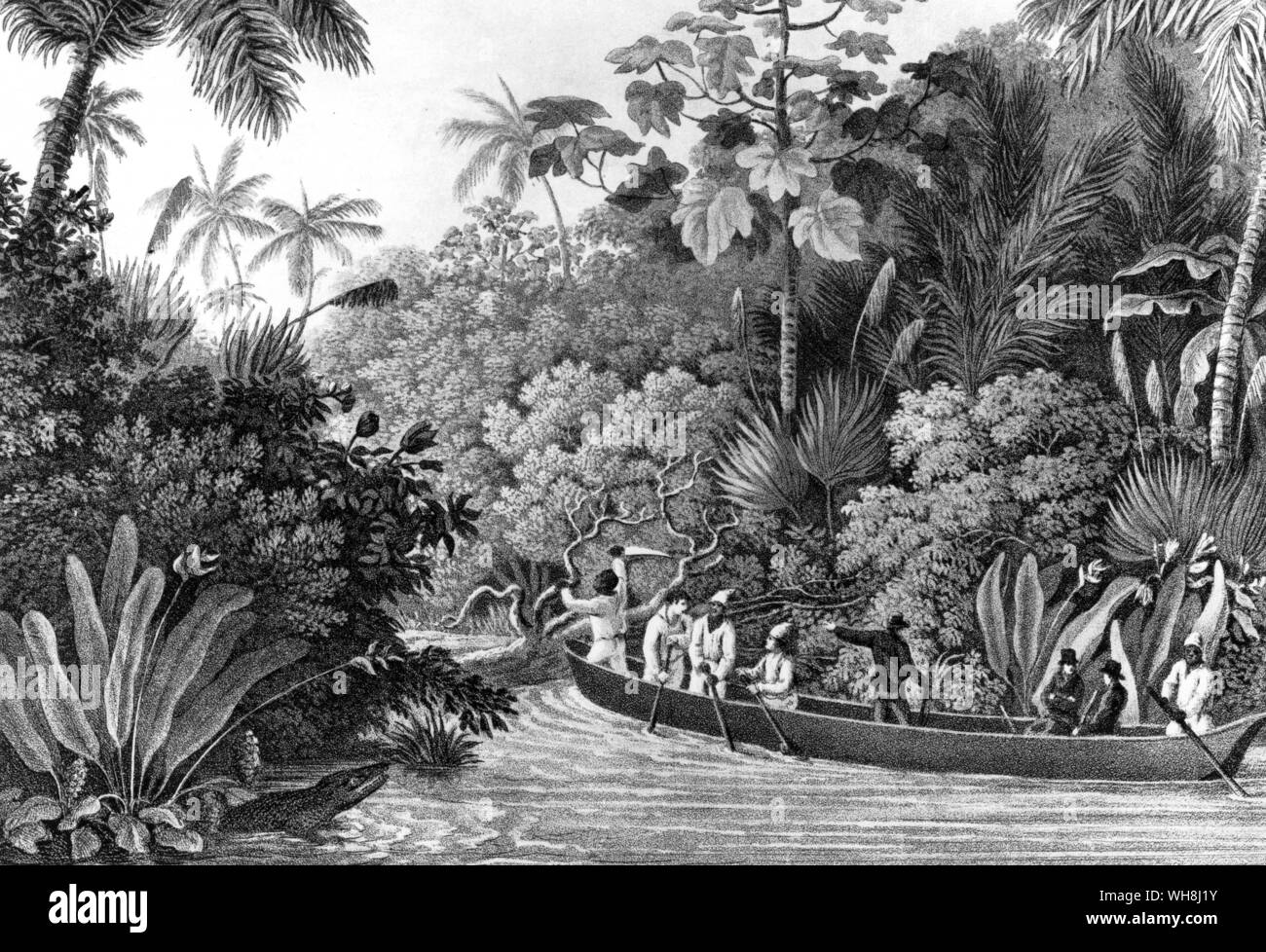 'The contrast of the palm trees growing amidst the common branching kinds, never fails to give the scene an inter-tropical character.' (quote) Darwin and the Beagle by Alan Moorhead, page 56. Stock Photo