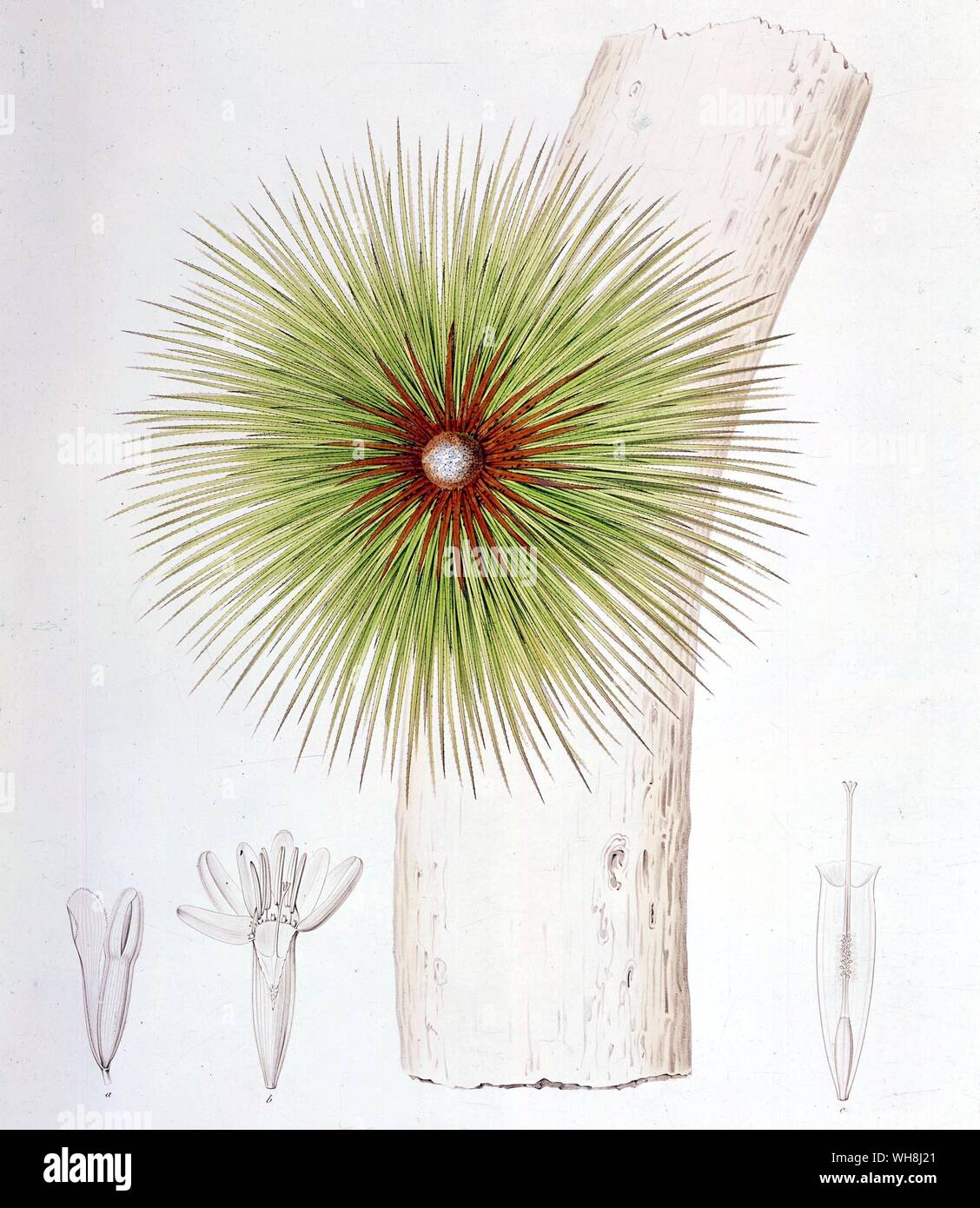 A bromelia found in the Andes (Bromelia bicolor) from Darwin and the Beagle by Alan Moorhead, page 149. Stock Photo