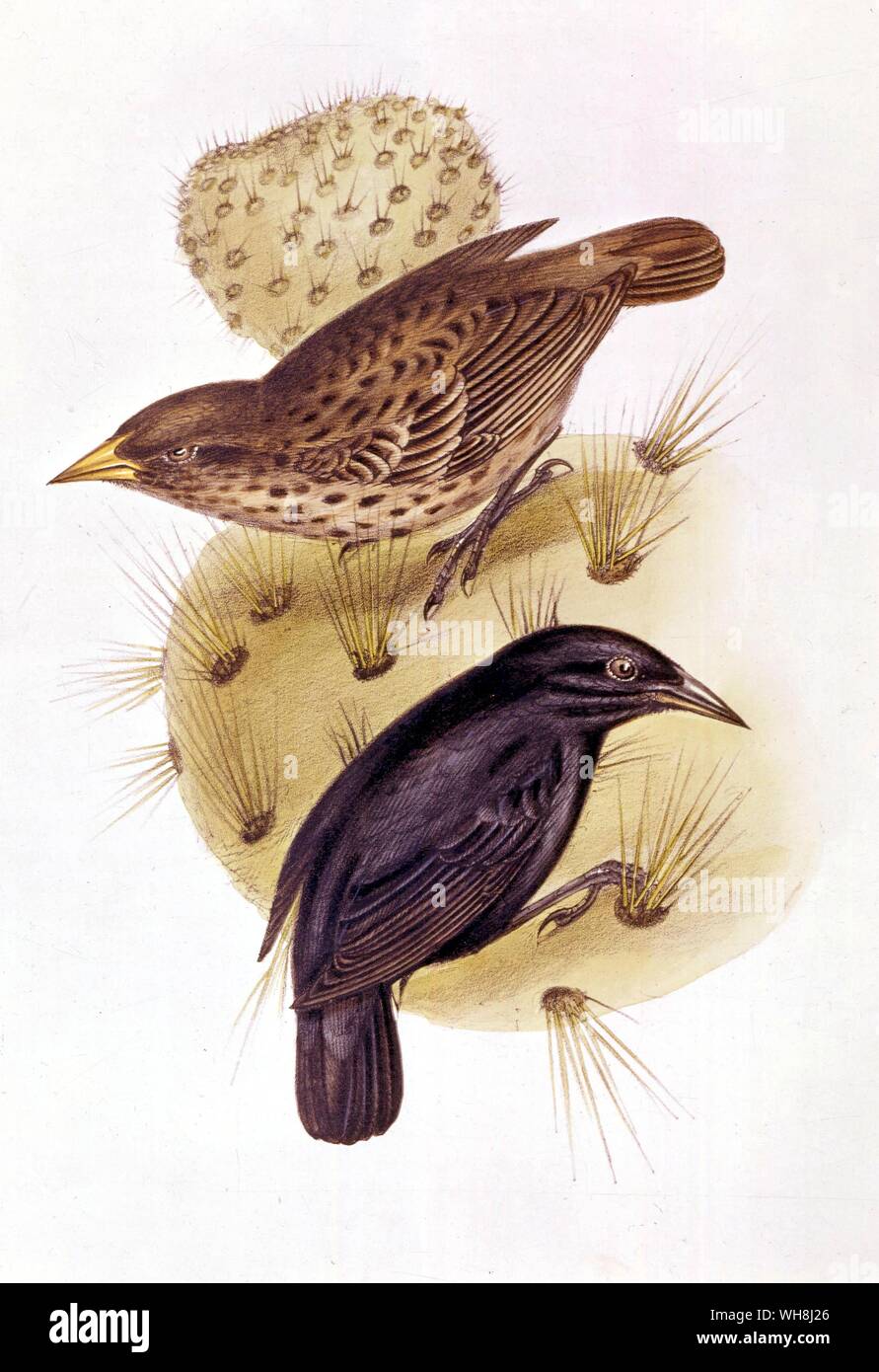 The cactus-feeding finches (Cactornis scandens), by John Gould (1804 -1881). Seeing the image of the specialized beaks of these finches suggested evolutionary possibilities to Darwin. From Darwin and the Beagle by Alan Moorhead, page 200.. . Stock Photo