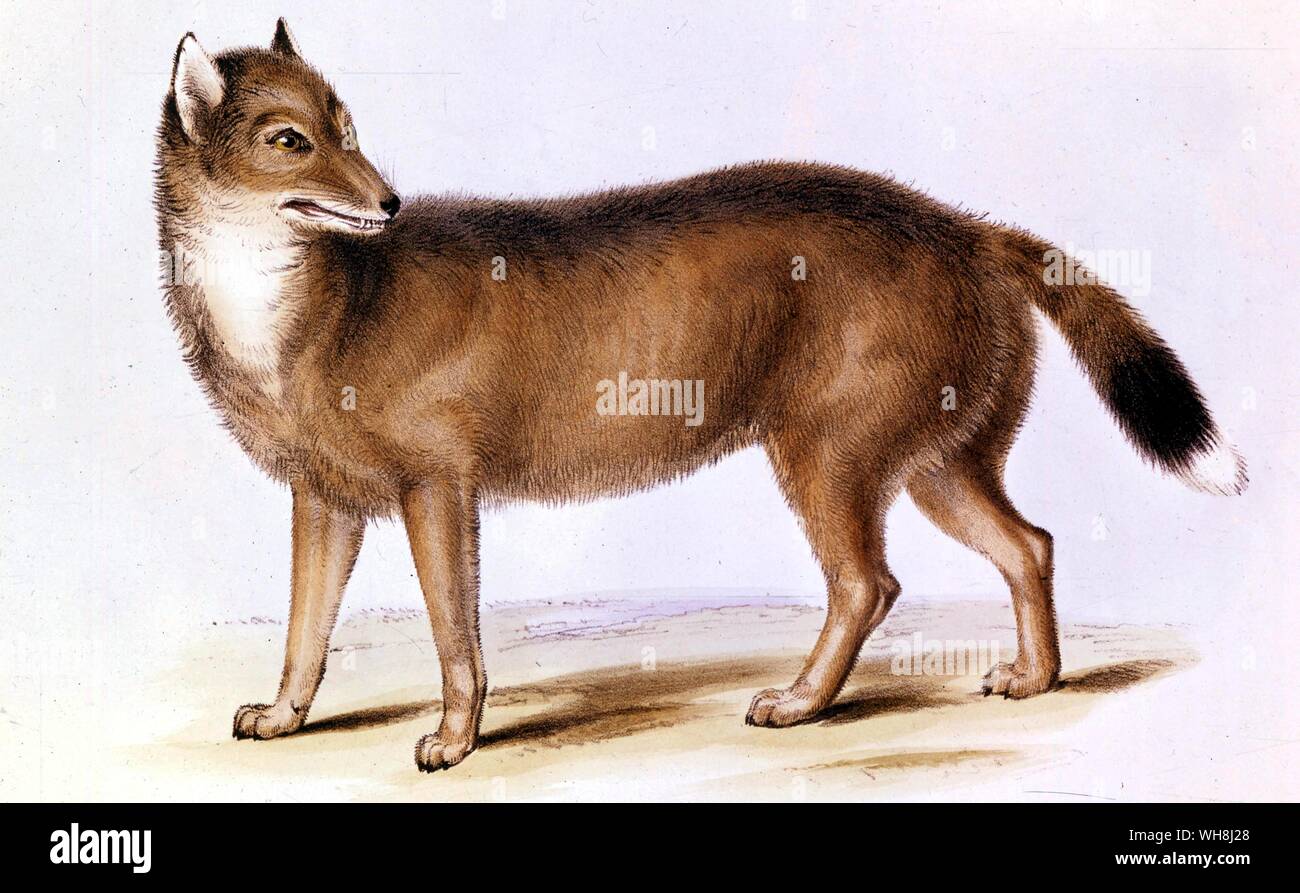 The Falkland fox (Canis antarctius). From Darwin and the Beagle by Alan Moorhead, page 149. Stock Photo