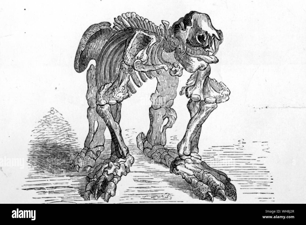 Reconstruction of the skeleton of a Megatherium. Darwin and the Beagle by Alan Moorhead, page 76. Stock Photo