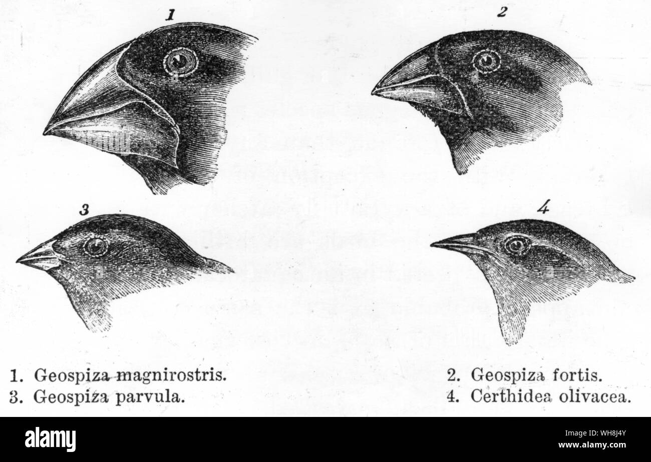 Comparative sizes of the beaks of four species of Galapagos finches. Darwin and the Beagle by Alan Moorhead, page 203. Stock Photo