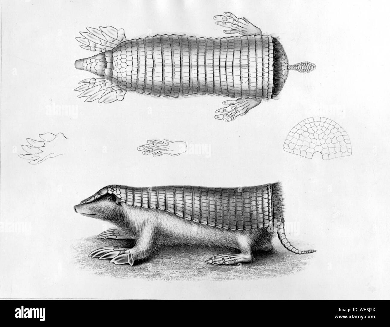 The Pichiciego, a species of armadillo. 'The instant one was perceived, it was necessary, in order to catch it, almost to tumble off one's horse. for in soft soil the animal burrowed so quickly, that its hinder quarters would almost disappear before one could alight.' Darwin and the Beagle by Alan Moorhead, page 111. Stock Photo