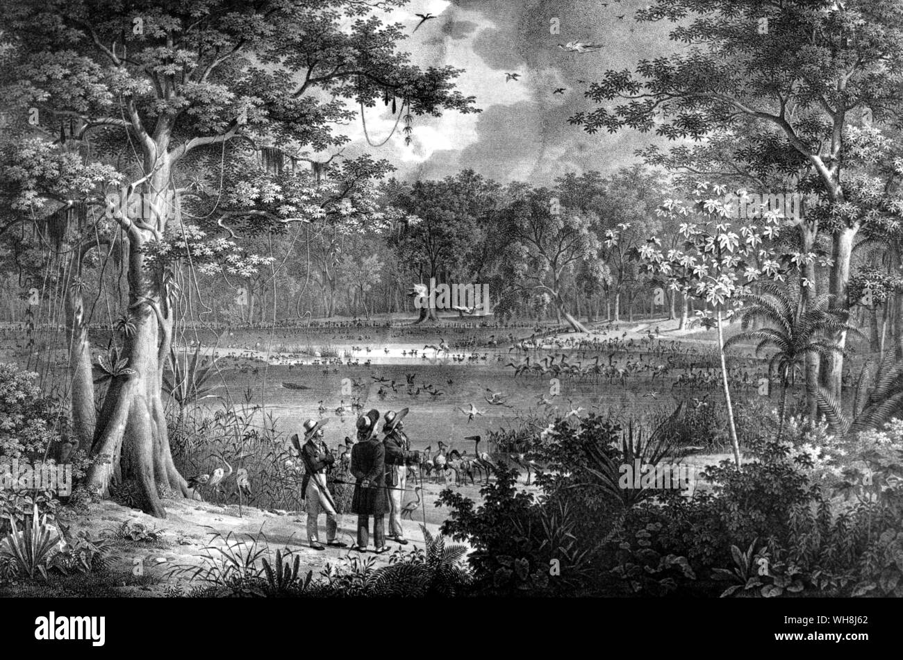 Forests and flowers and birds I saw in great perfection, and the pleasure of beholding them is infinite. (Quote). Darwin and the Beagle by Alan Moorhead, pages 58-59. Stock Photo