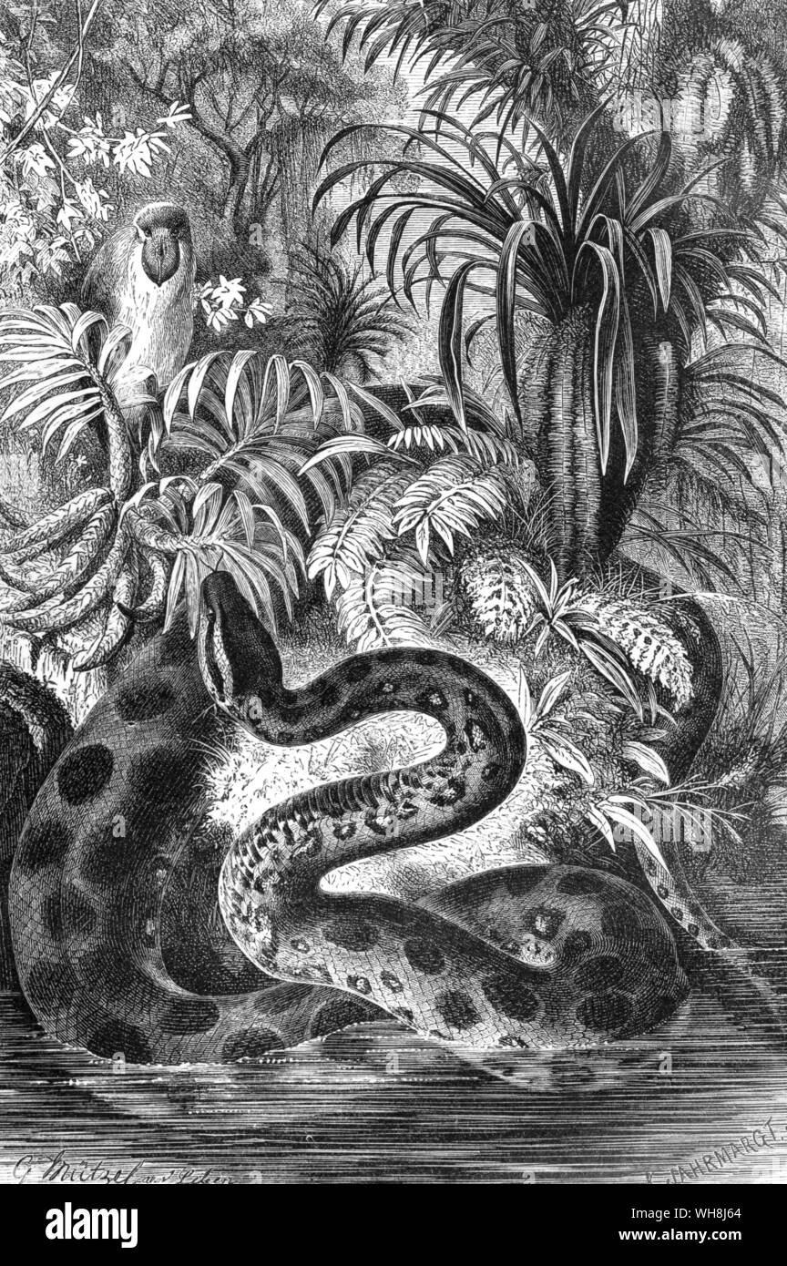 The anaconda, or aquatic boa, another giant product of the tropical forest, can reach a length of thirty feet. Darwin and the Beagle by Alan Moorhead, page 56. Stock Photo