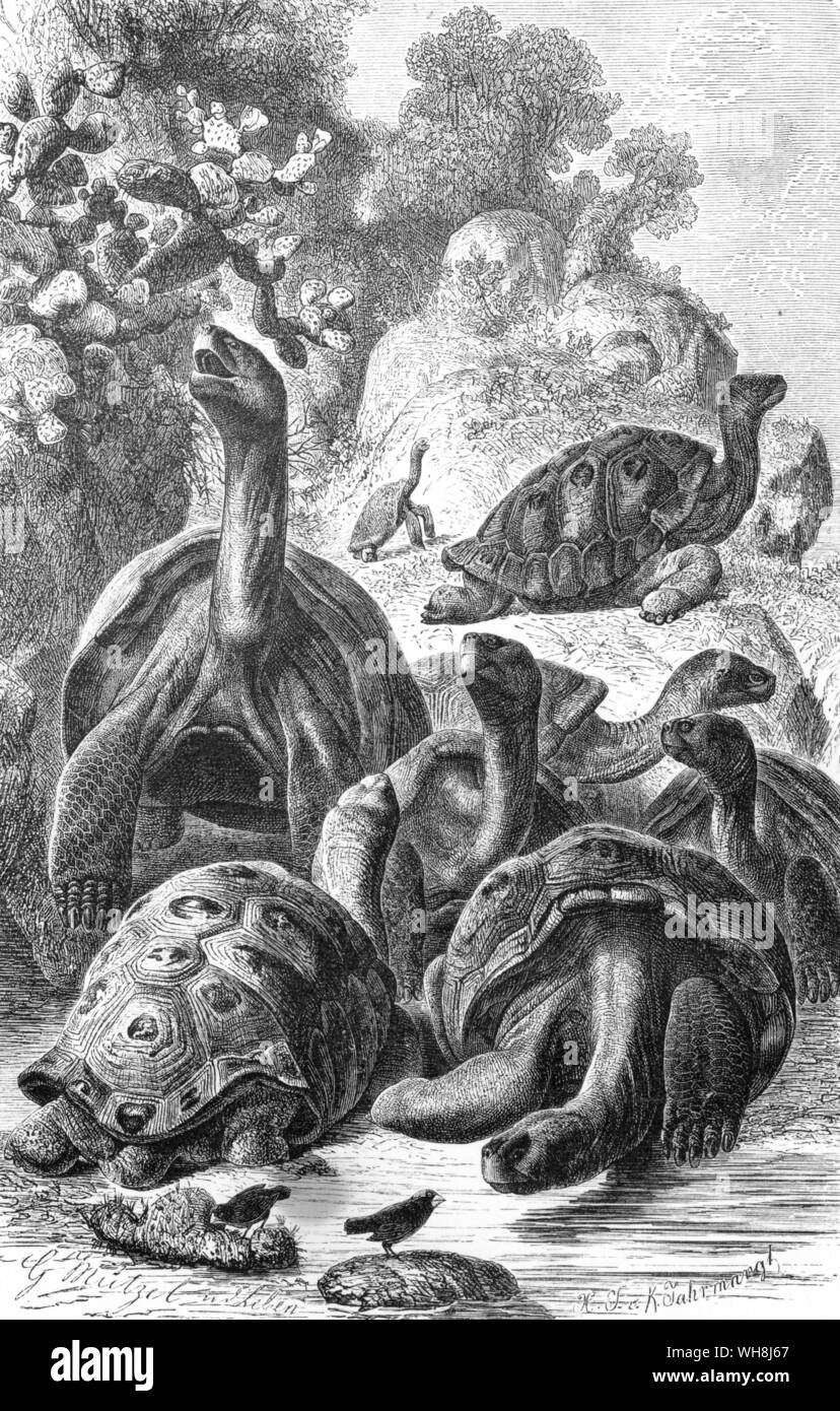 Giant tortoises of the Galapagos (Testudo nigra). 'These huge reptiles, surrounded by the black lava, the leafless shrubs and large cacti, seemed to my fancy like some antediluvian animals. The few dull-coloured birds cared no more for me than they did for the great tortoises.' (quote) Darwin and the Beagle by Alan Moorhead, page 186. Stock Photo