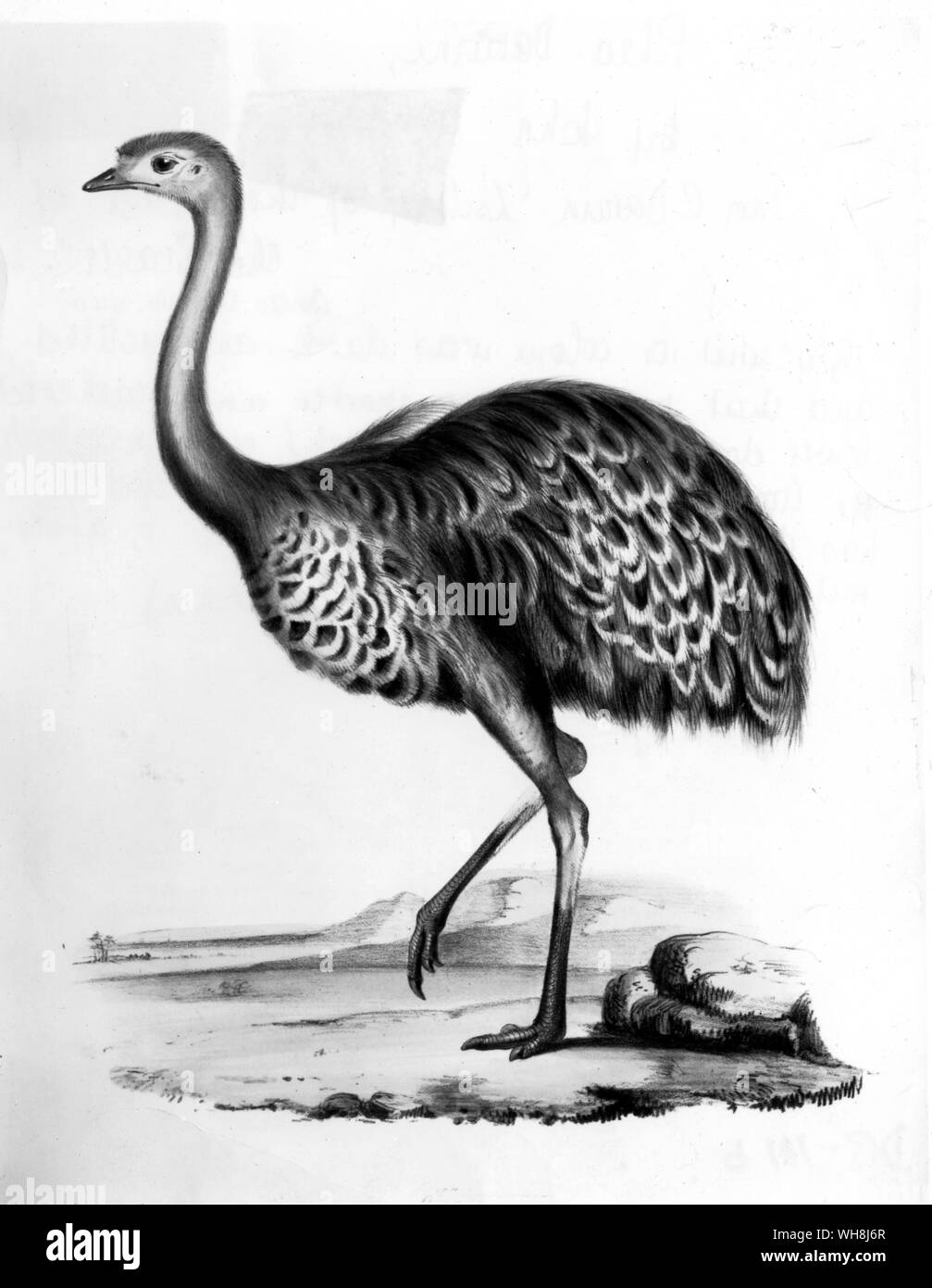 Rhea darwini. Darwin was told of this rare species by the Gauchos: 'they said its colour was dark and mottled and that its legs were shorter and feathered lower down than those of the common ostrich ... Mr Gould in describing this new species, has done me the honour of calling it after my name.' (Quote). From Darwin and the Beagle by Alan Moorhead, page 111. Stock Photo