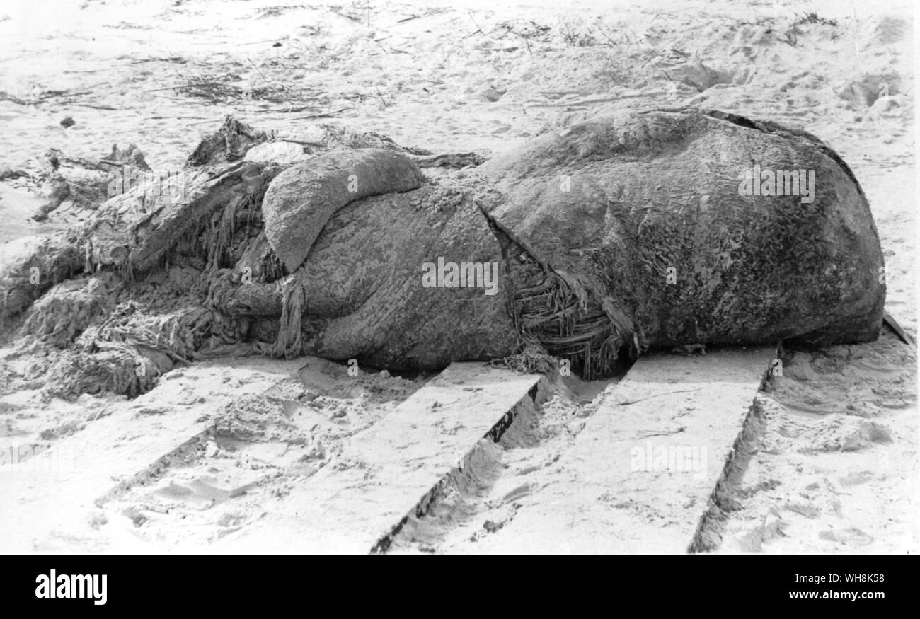 De Witt Webb's photograph of the remains of an enormous monster that came ashore on St Augustine Beach Florida 1896 Stock Photo