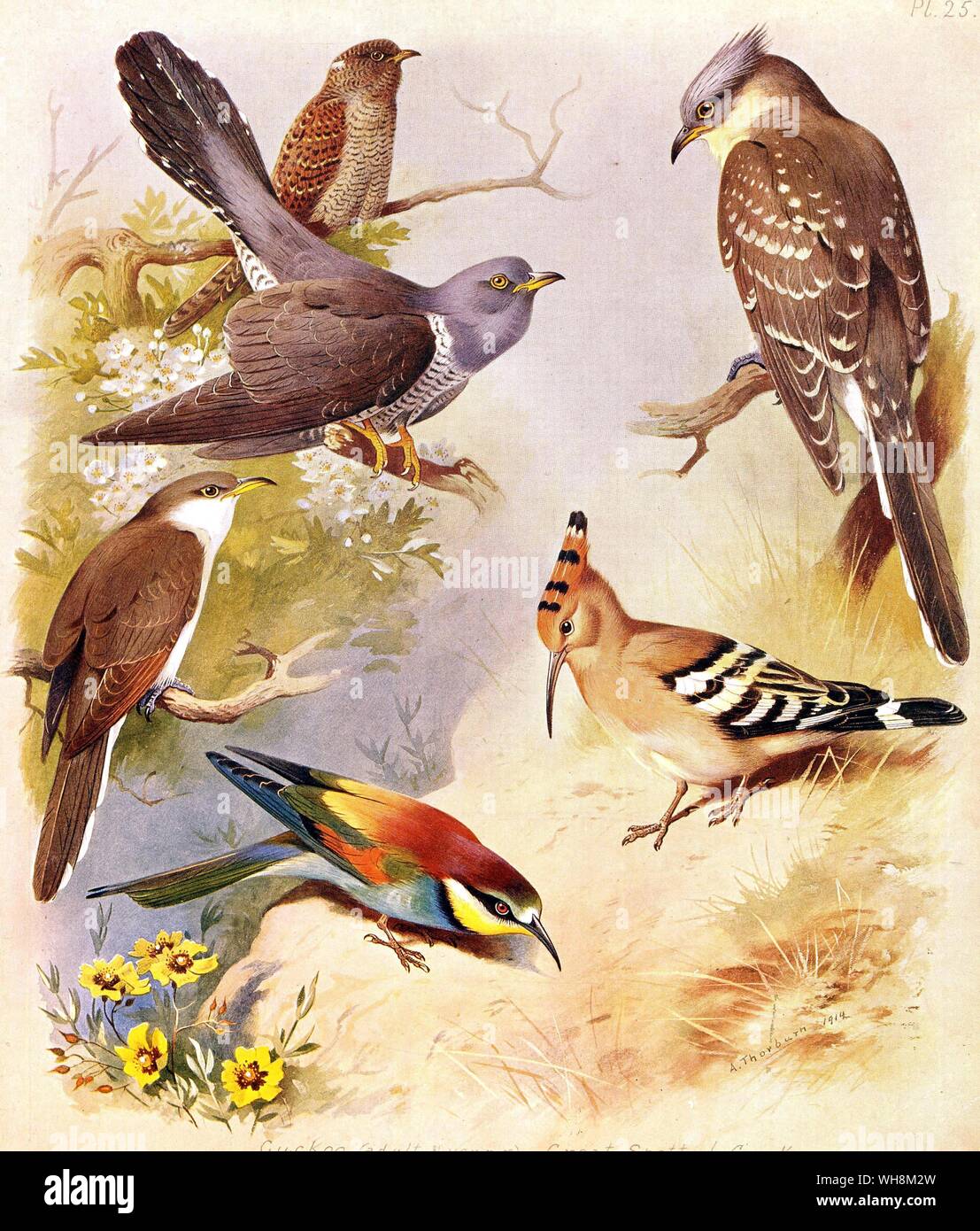 Cuckoo.  Great Spotted Cuckoo.  Yellow Billed Cuckoo.  Black Billed Cuckoo.  Bee Eater.  Hoopoe Stock Photo
