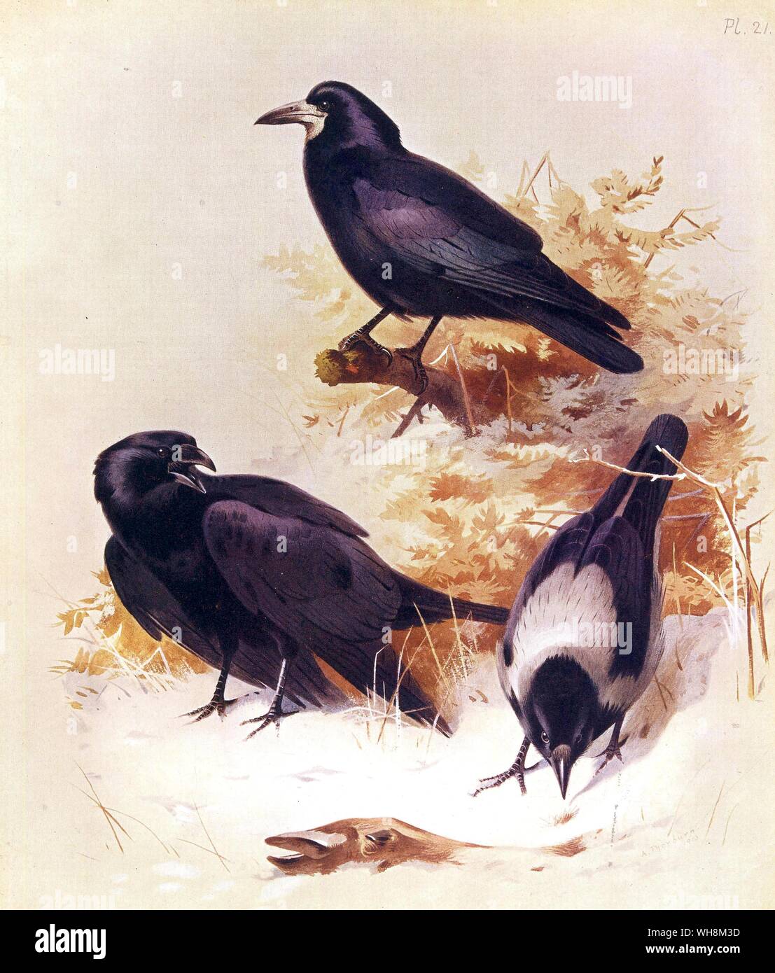 Rook  Crow and Buntings Stock Photo