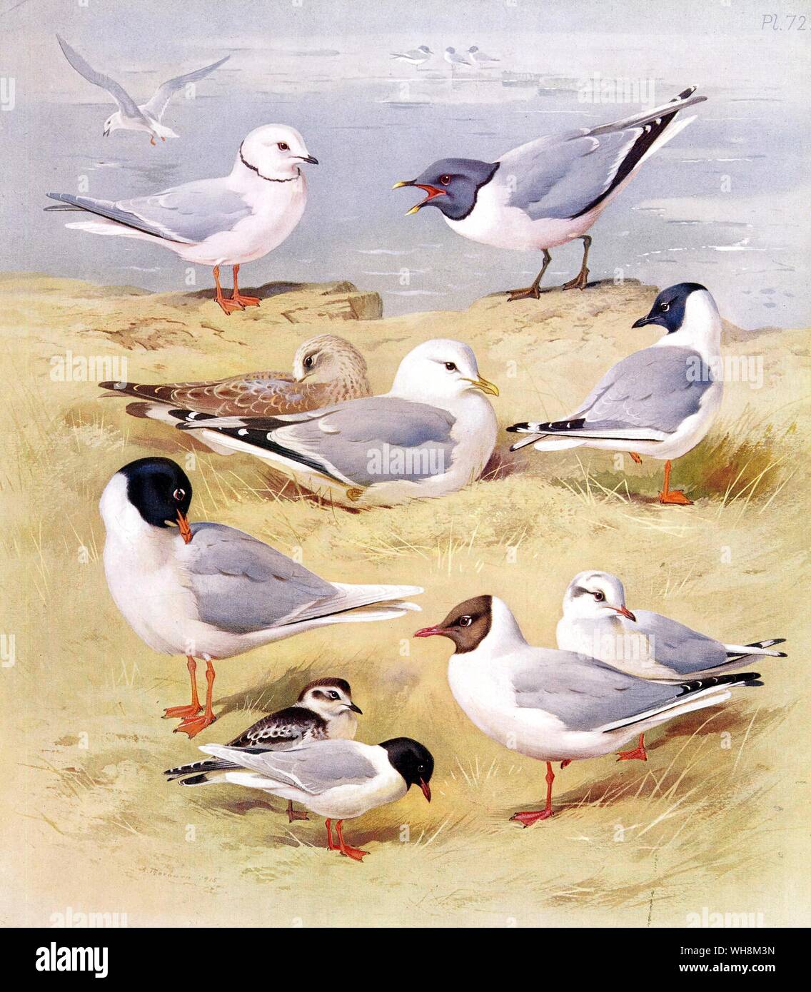 Ross's Gull.  Mediterranean Gull.  Bonaparte's Gull.  Little Gull.  Black Headed Gull.  Common Gull. and Sabine's Gull Stock Photo