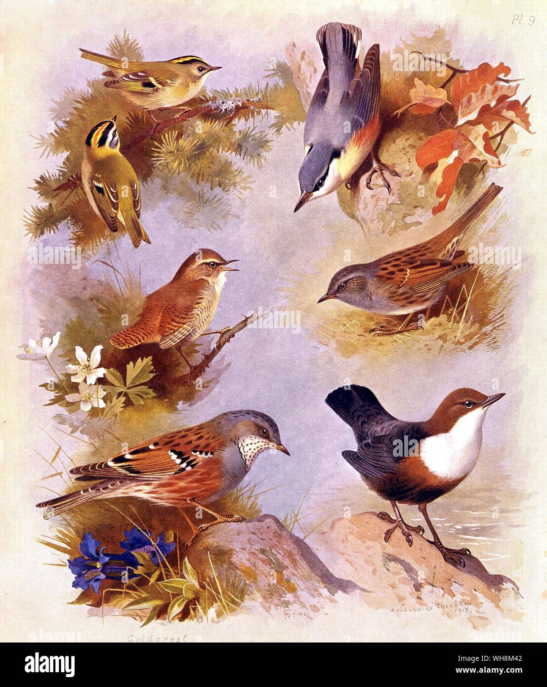 Nuthatch.  Dipper.  Wren.  Alpine Accentor.  Dunnock or Hedge Sparrow.  Goldcrest and Firecrest Stock Photo